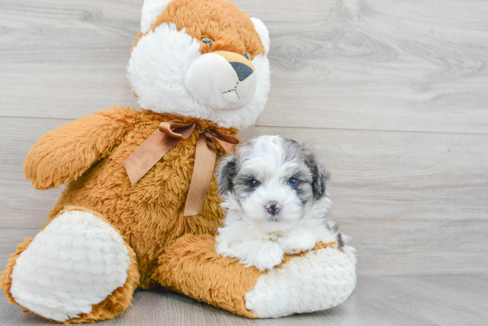 Playful Maltepoo Poodle Mix Puppy