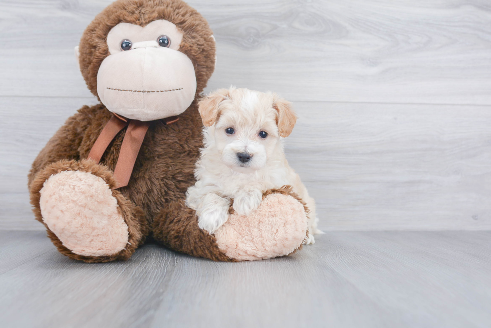 Maltipoo Pup Being Cute