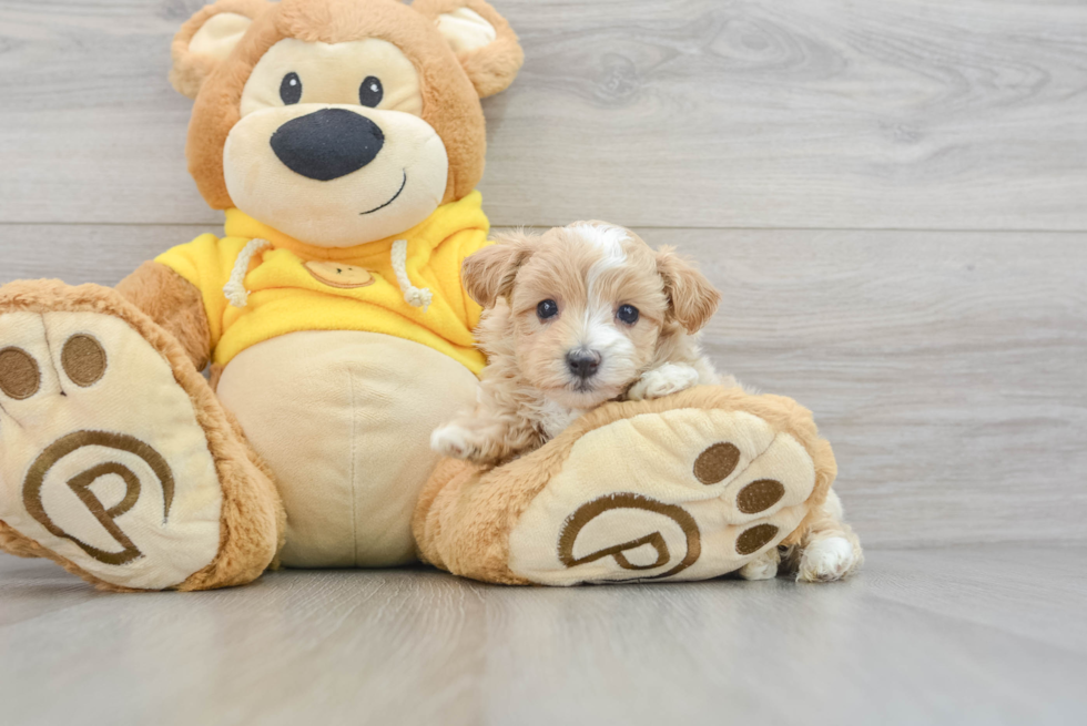 Maltipoo Pup Being Cute