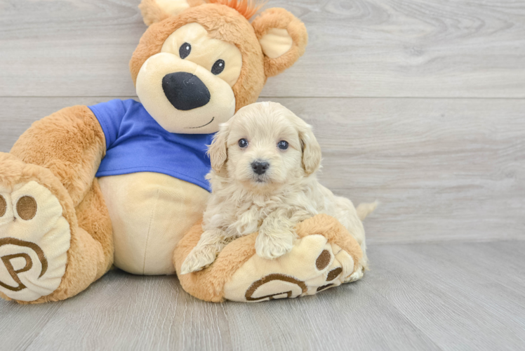 Cute Maltipoo Baby