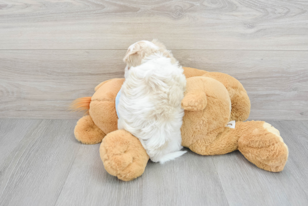 Maltipoo Pup Being Cute