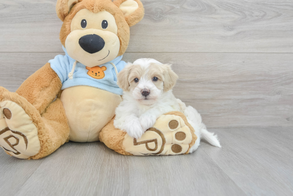 Maltipoo Puppy for Adoption