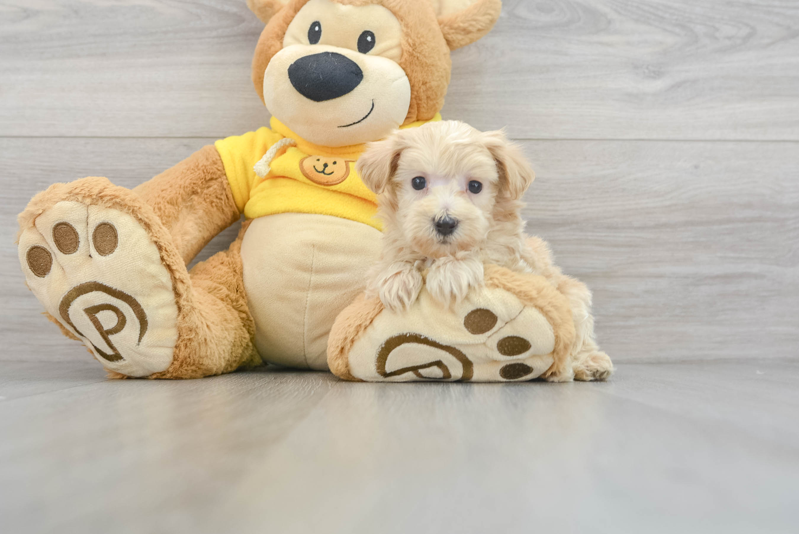 Best Maltipoo Baby