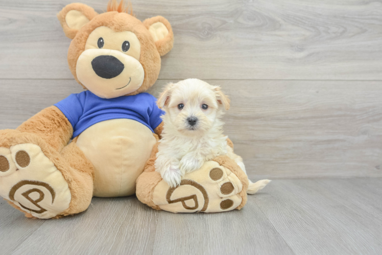 Maltipoo Pup Being Cute