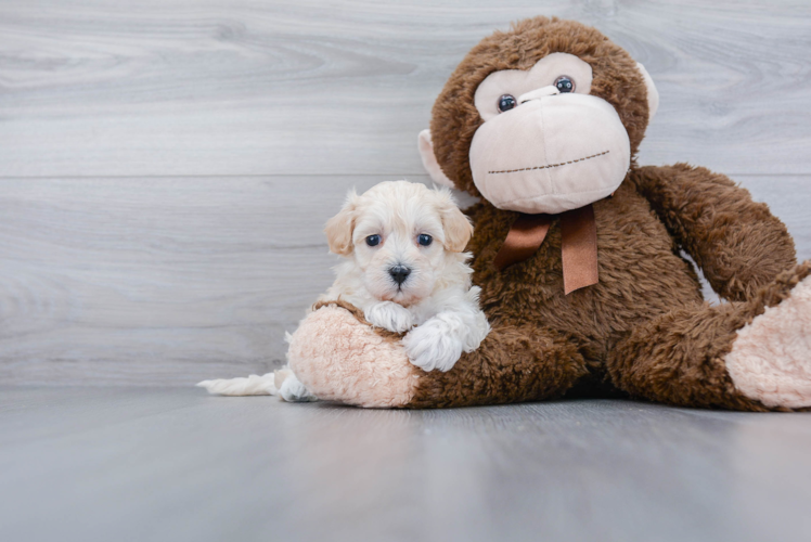 Maltipoo Puppy for Adoption