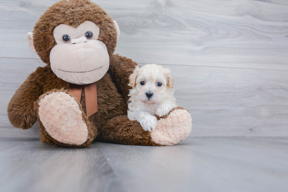 Energetic Maltese Poodle Poodle Mix Puppy