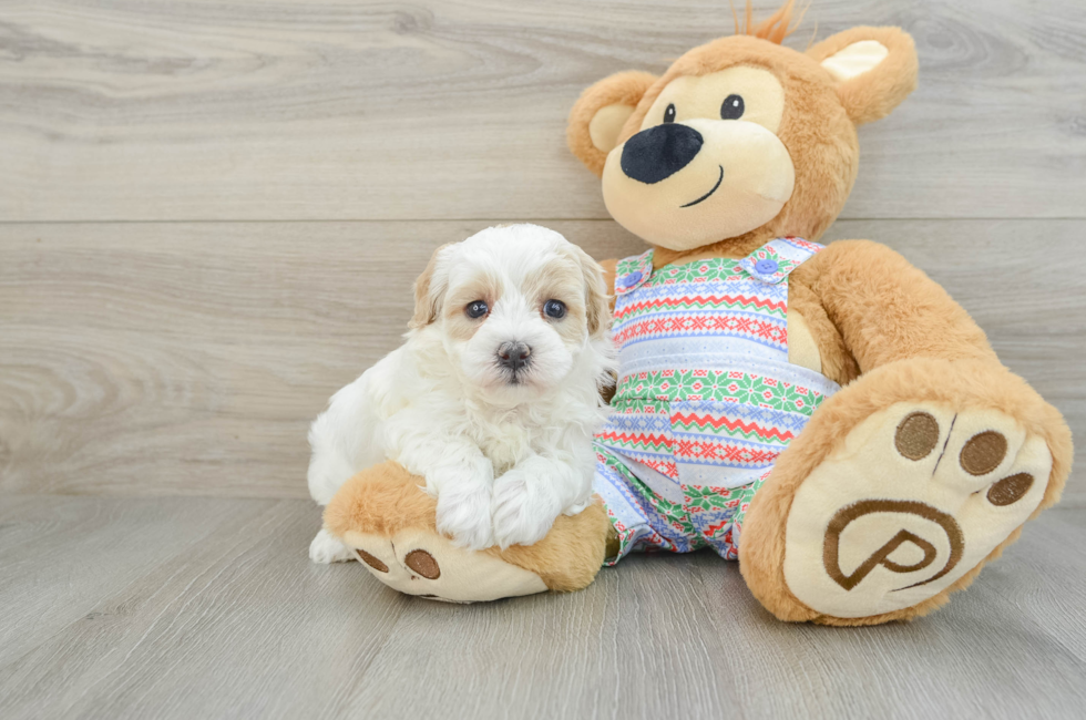 5 week old Maltipoo Puppy For Sale - Premier Pups