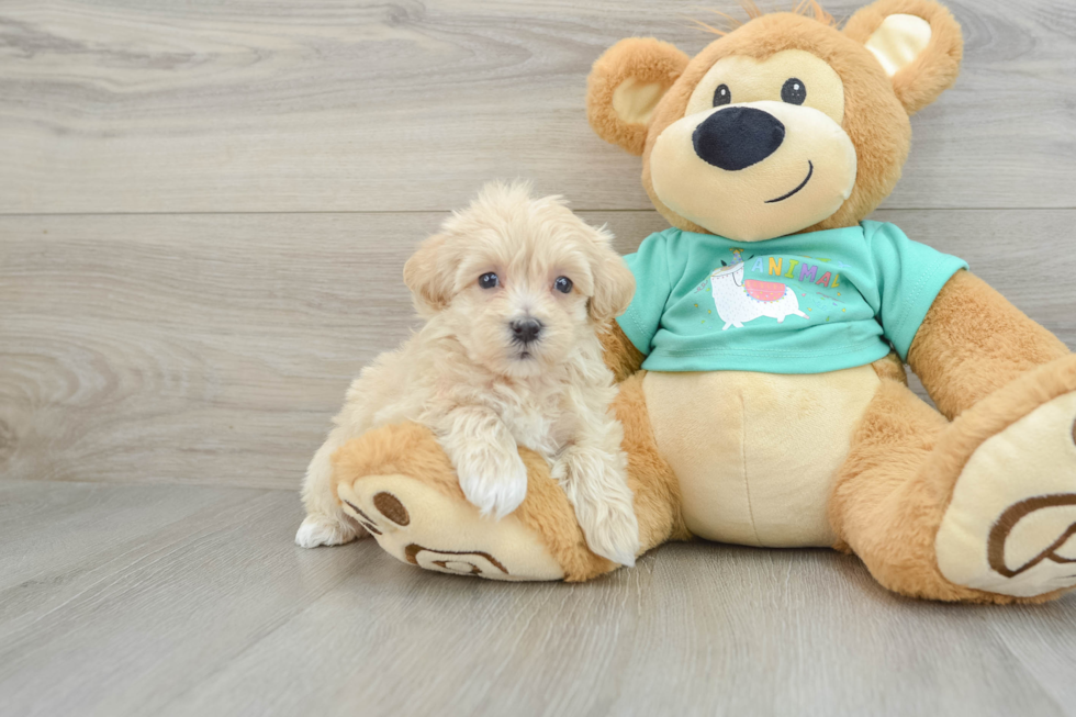 Cute Maltipoo Baby