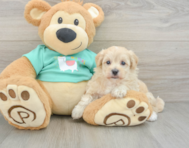 8 week old Maltipoo Puppy For Sale - Premier Pups