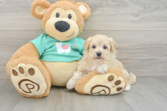 Maltipoo Pup Being Cute