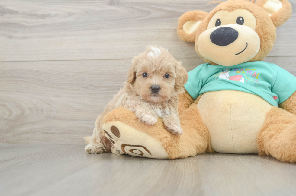6 week old Maltipoo Puppy For Sale - Premier Pups