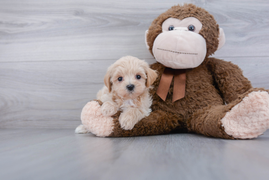 Maltipoo Puppy for Adoption