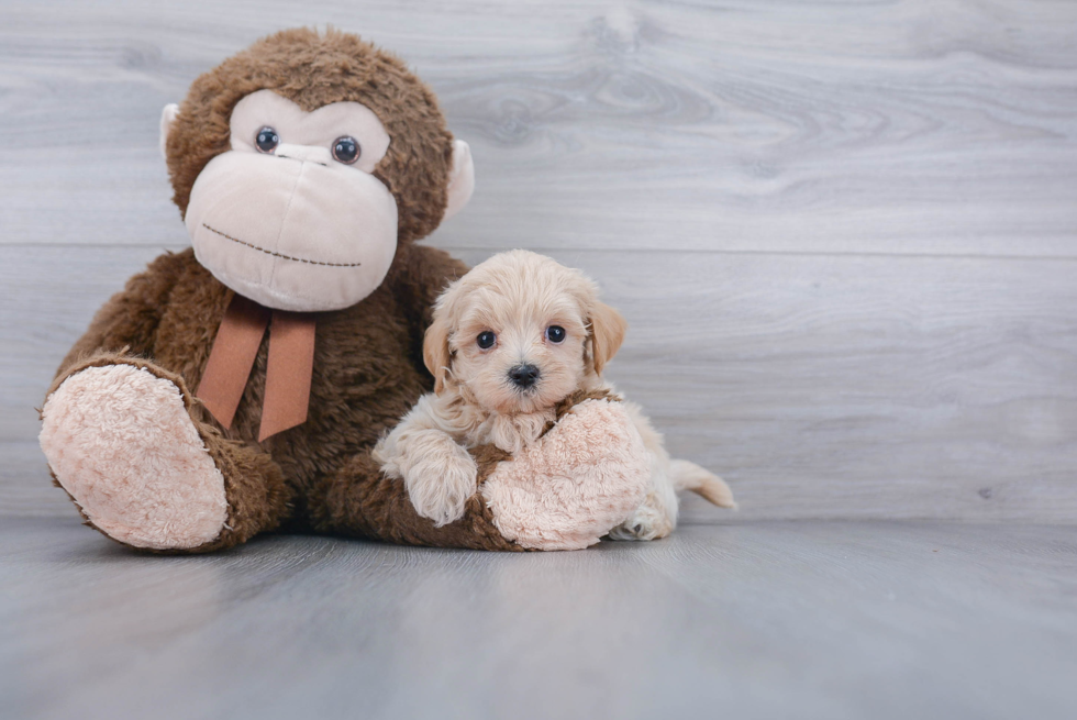 Happy Maltipoo Baby