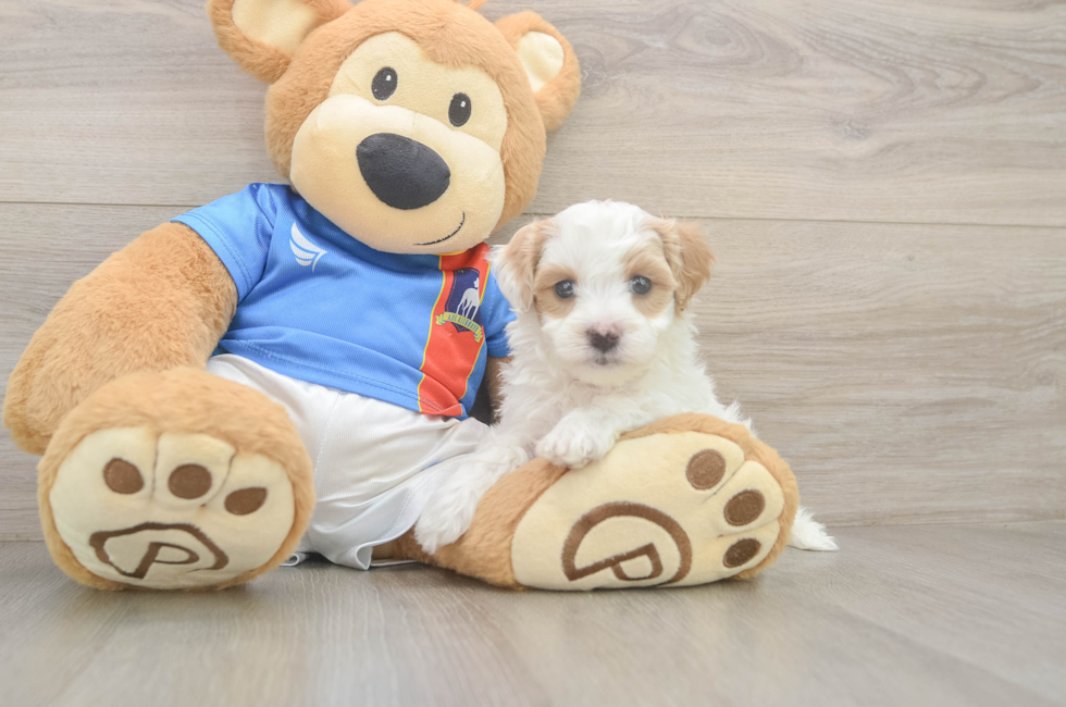 5 week old Maltipoo Puppy For Sale - Premier Pups