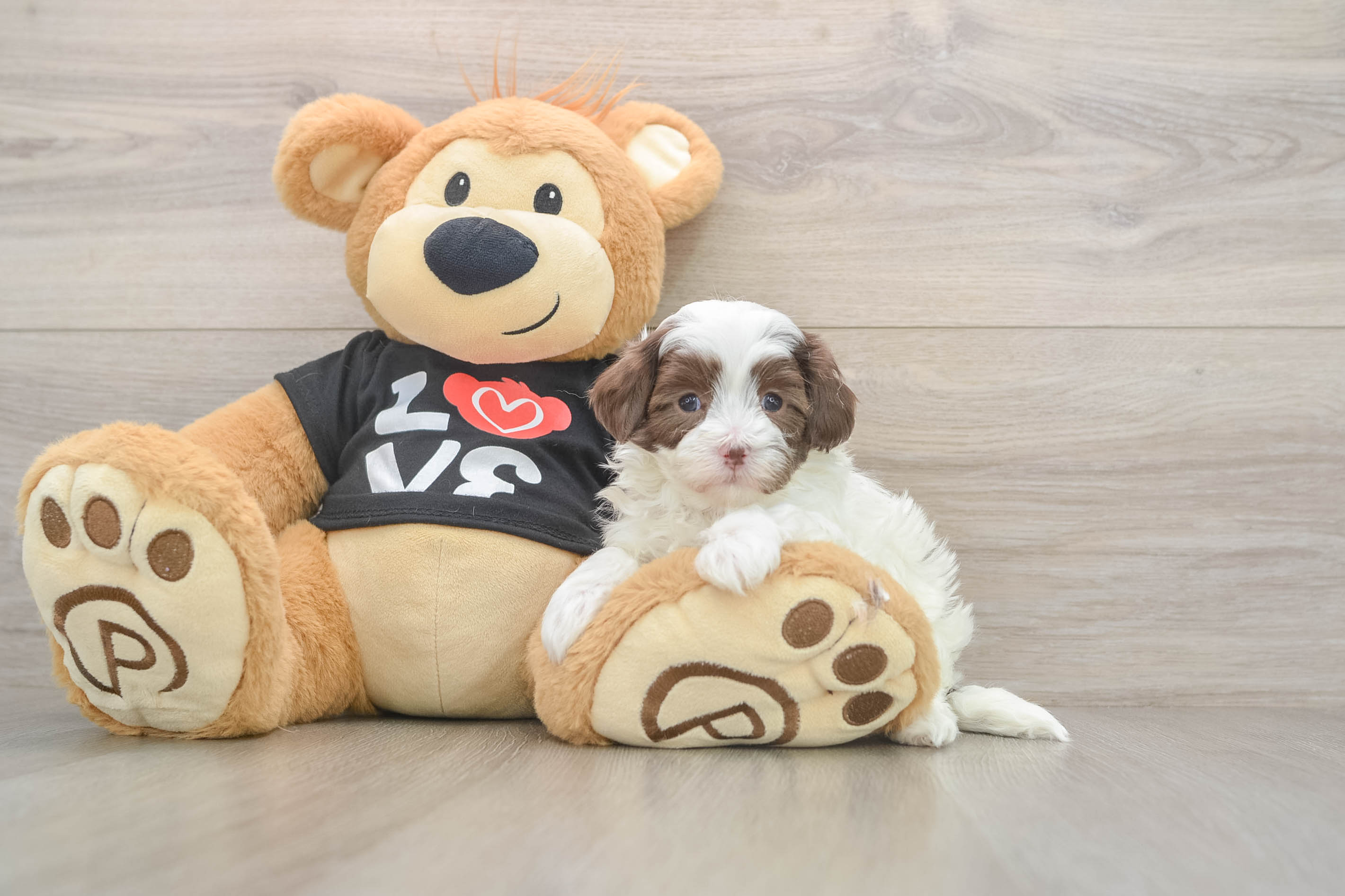 Best Maltipoo Baby
