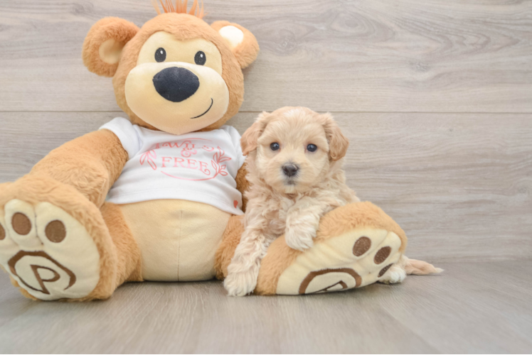 Smart Maltipoo Poodle Mix Pup
