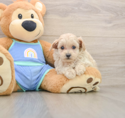 6 week old Maltipoo Puppy For Sale - Premier Pups