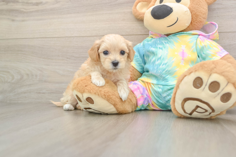 Maltipoo Puppy for Adoption