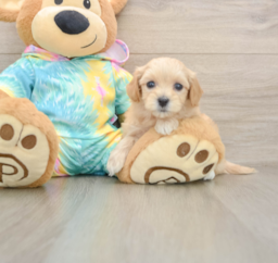 6 week old Maltipoo Puppy For Sale - Premier Pups