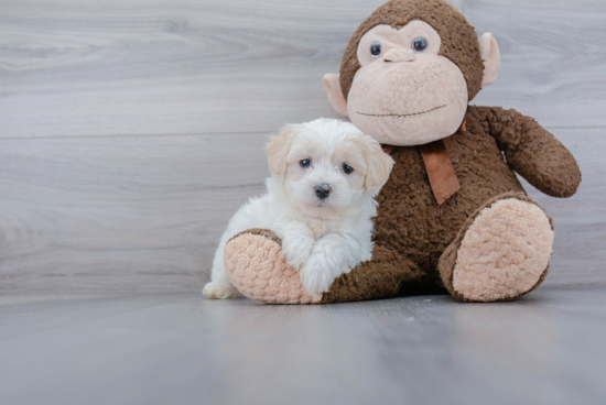 Petite Maltipoo Poodle Mix Pup