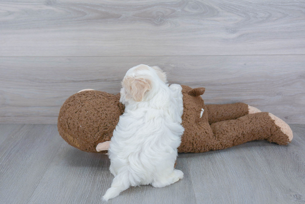 Fluffy Maltipoo Poodle Mix Pup