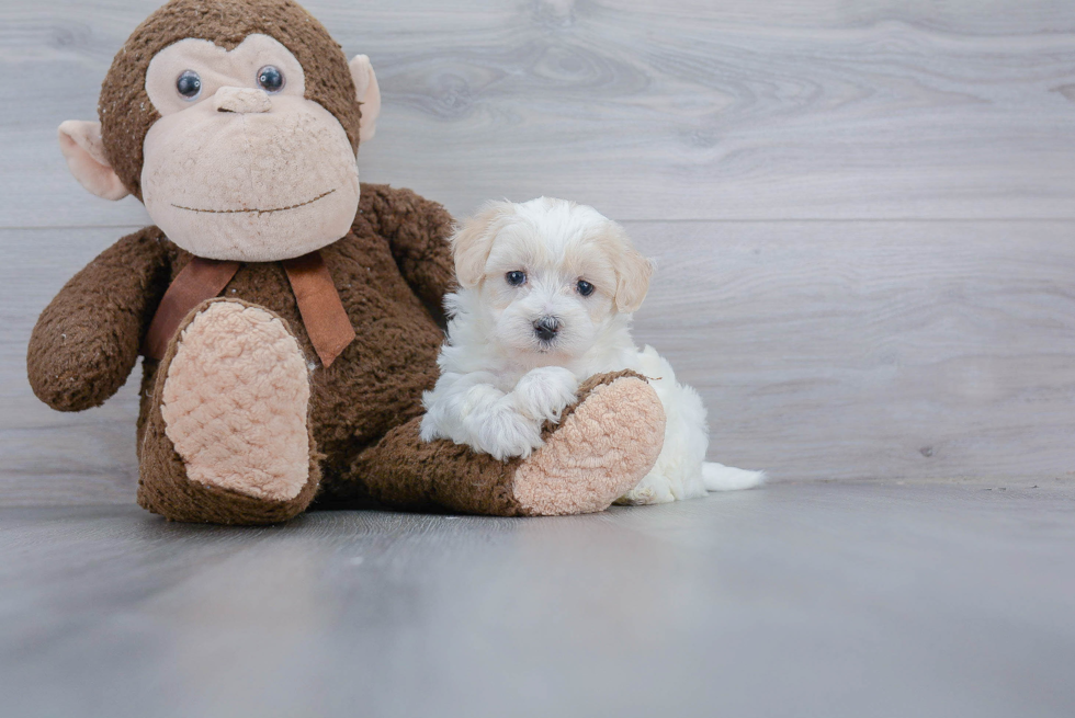 Little Maltepoo Poodle Mix Puppy