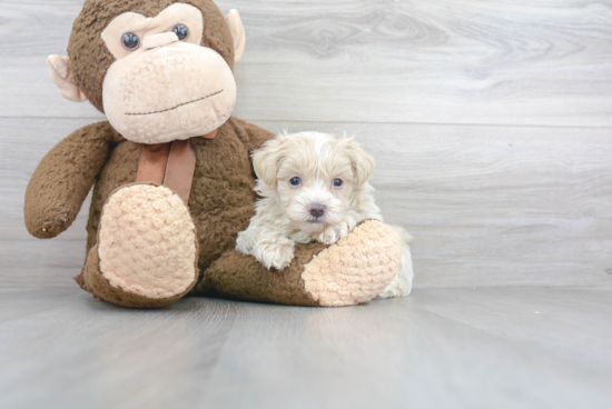 Funny Maltipoo Poodle Mix Pup