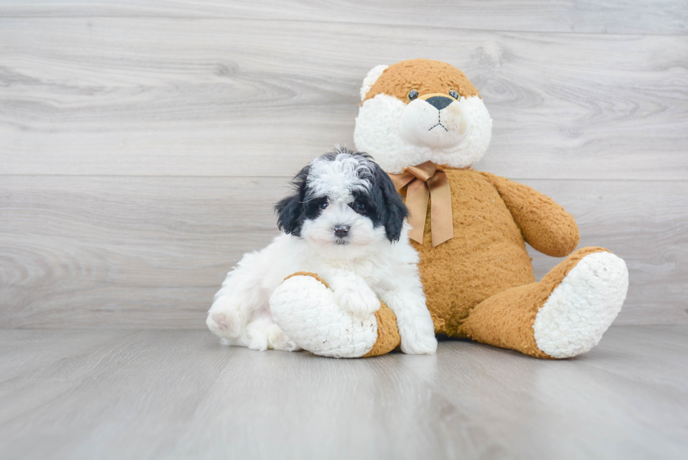 Playful Maltepoo Poodle Mix Puppy