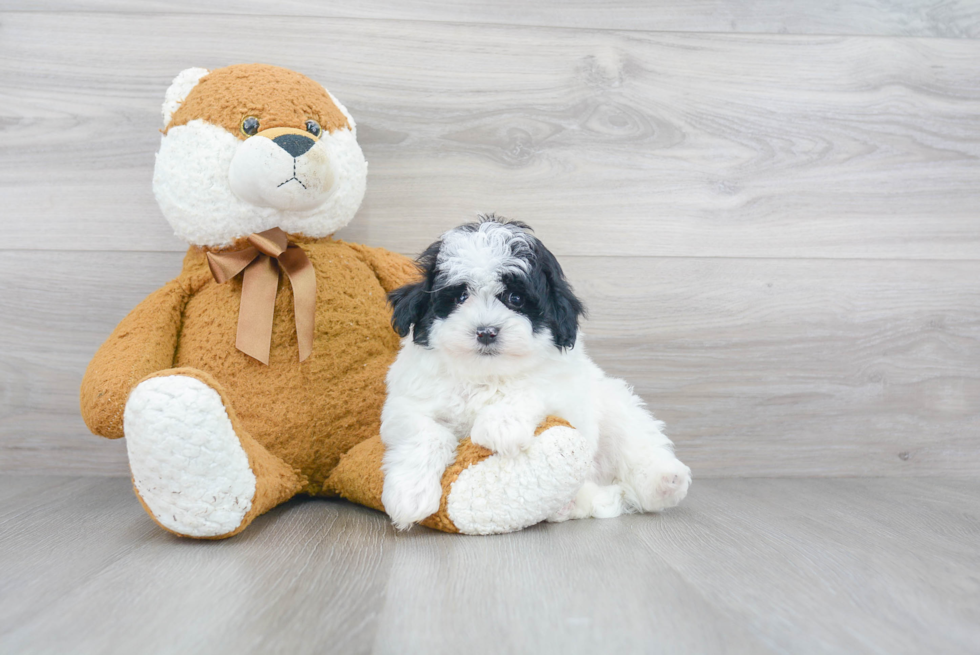 Little Maltepoo Poodle Mix Puppy