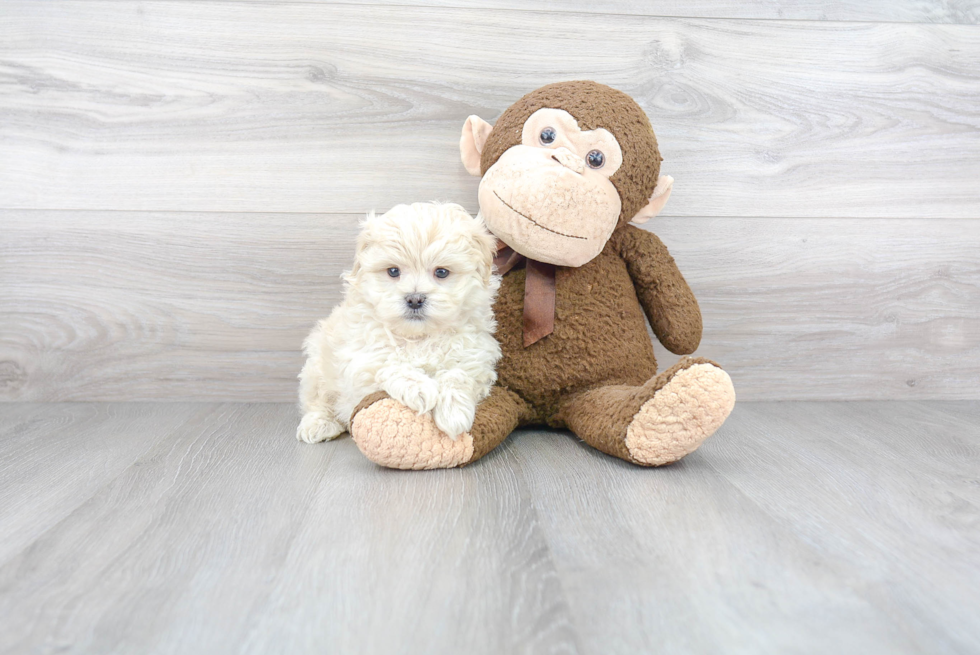 Maltipoo Puppy for Adoption