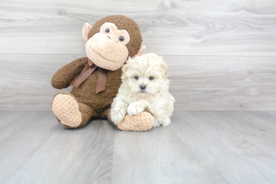 Maltipoo Puppy for Adoption