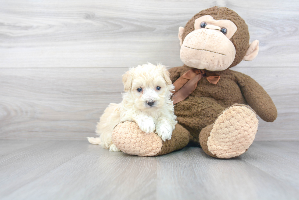 Maltipoo Pup Being Cute