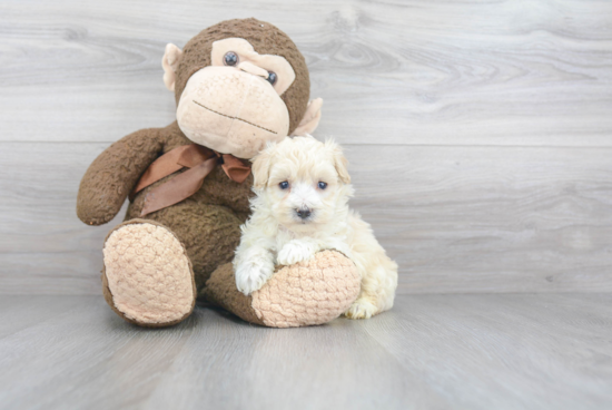 Maltipoo Puppy for Adoption