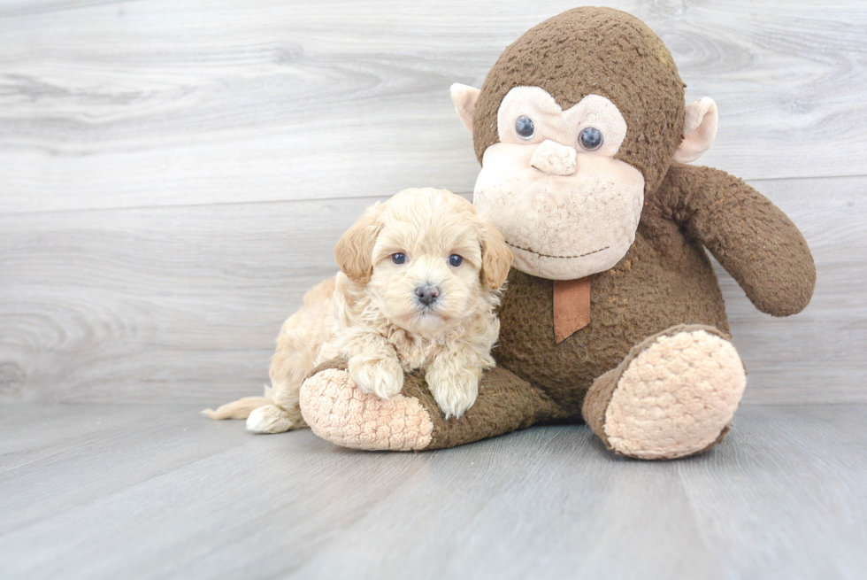 Cute Maltipoo Baby