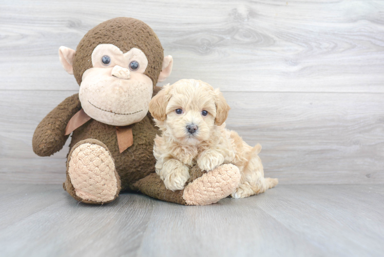 Happy Maltipoo Baby