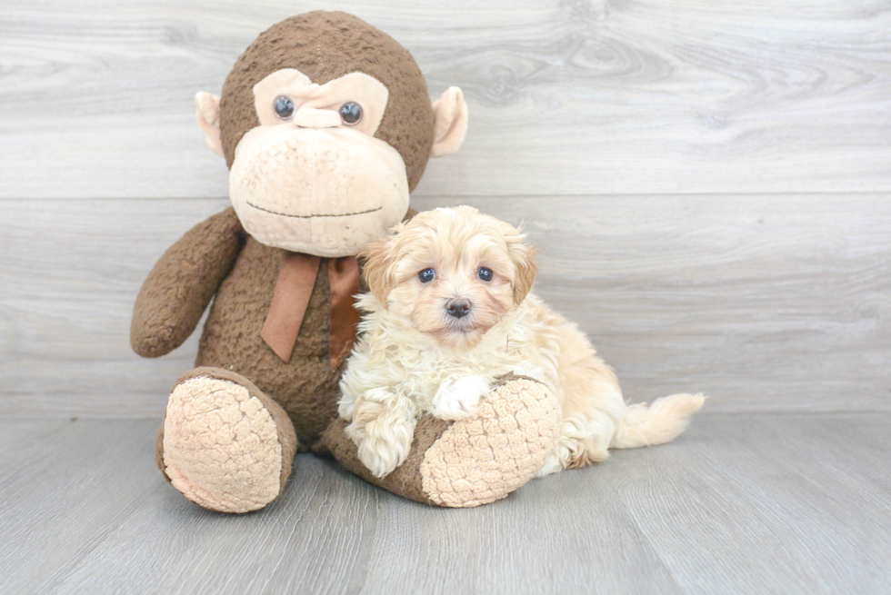 Maltipoo Pup Being Cute