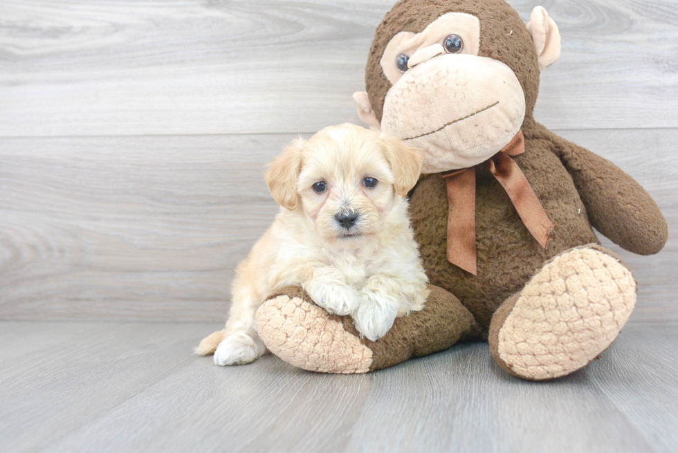 Maltipoo Pup Being Cute