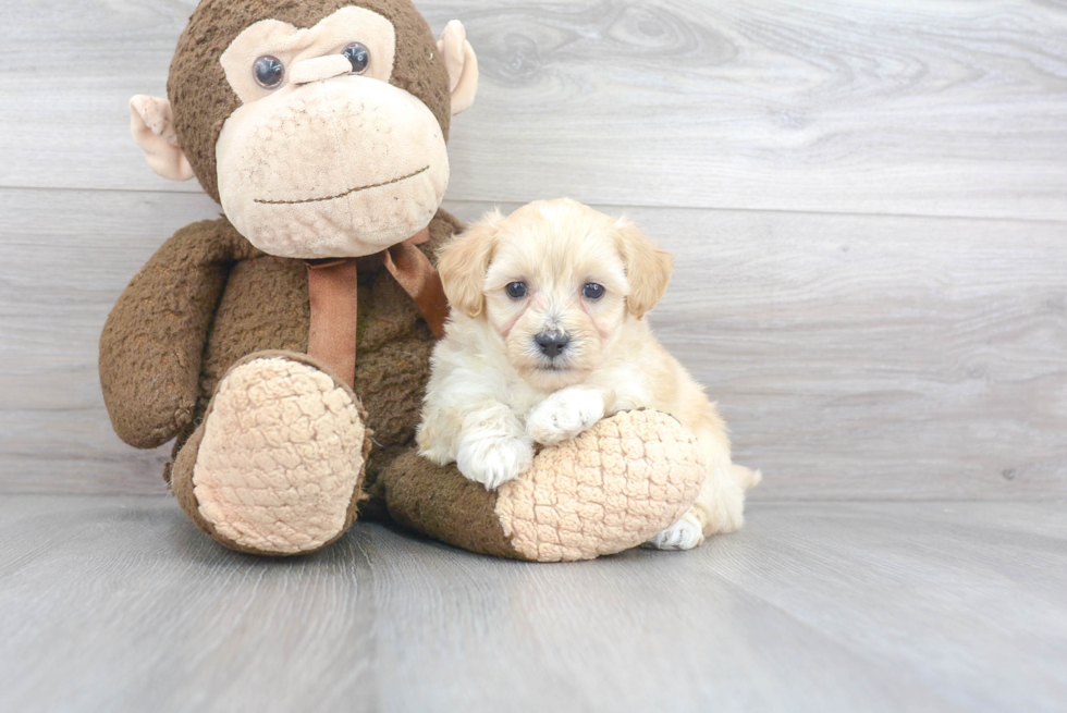 Maltipoo Pup Being Cute