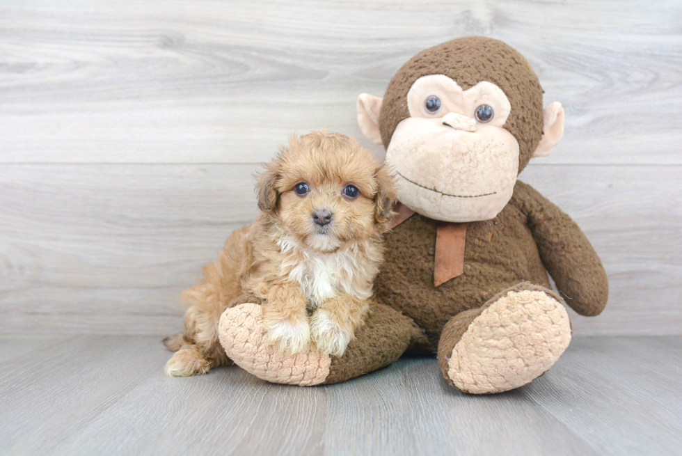 Energetic Maltepoo Poodle Mix Puppy