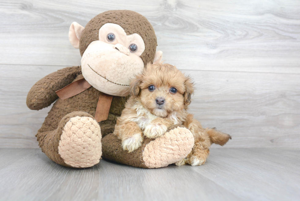 Maltipoo Puppy for Adoption