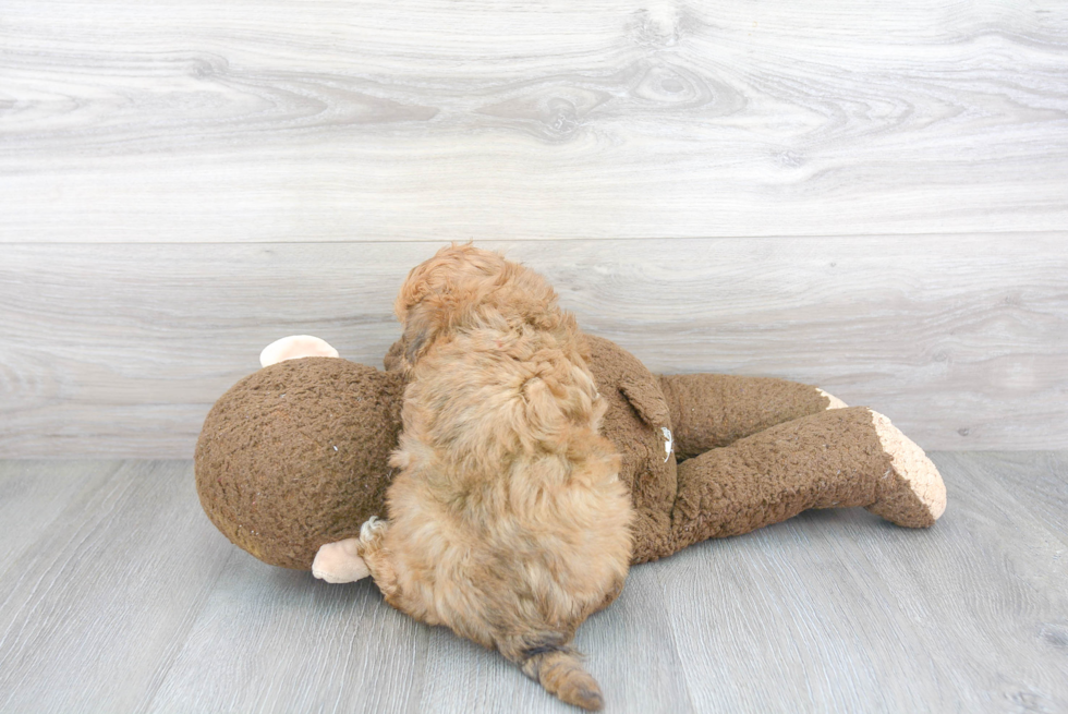 Maltipoo Pup Being Cute