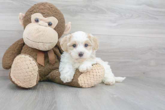 Maltipoo Pup Being Cute