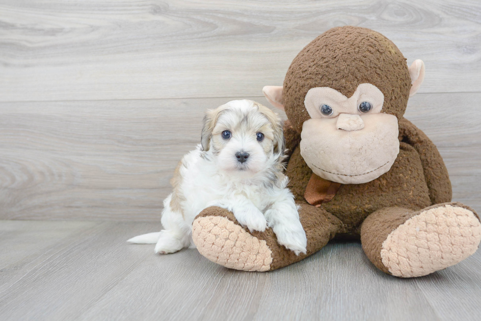 Friendly Maltipoo Baby