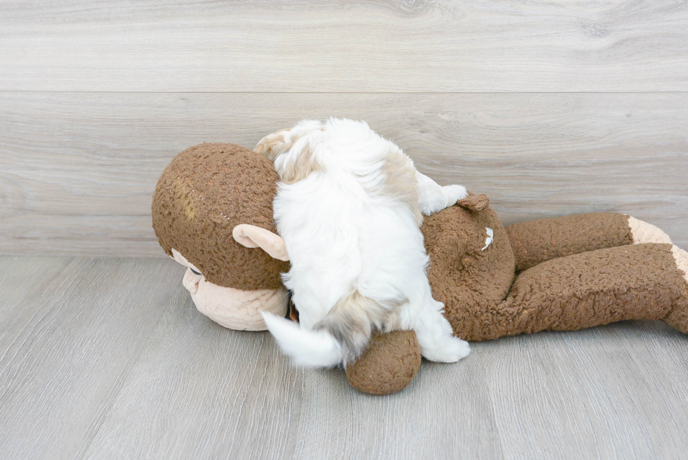 Best Maltipoo Baby