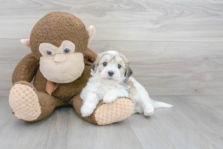 Maltipoo Pup Being Cute