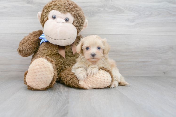 Hypoallergenic Maltese Poodle Poodle Mix Puppy