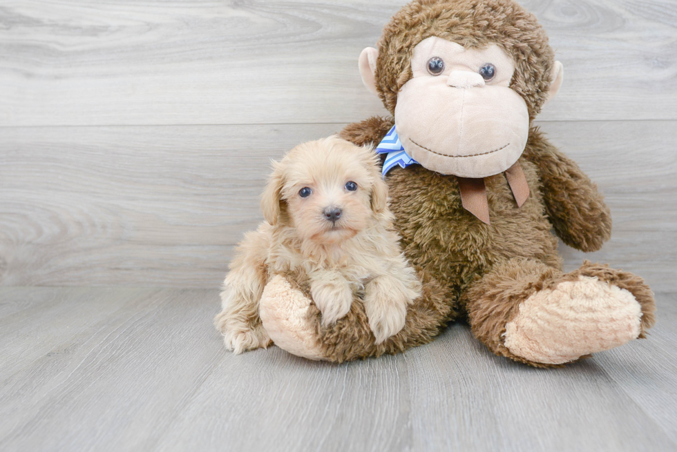 Hypoallergenic Maltepoo Poodle Mix Puppy