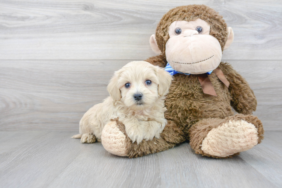 Adorable Maltepoo Poodle Mix Puppy