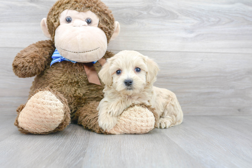 Happy Maltipoo Baby