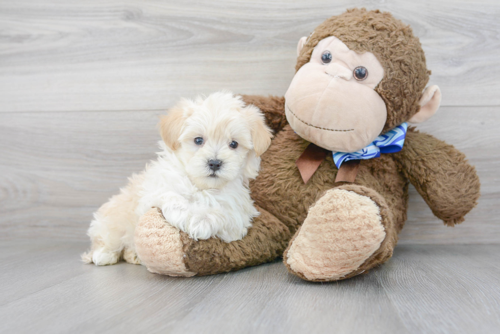 Popular Maltipoo Poodle Mix Pup